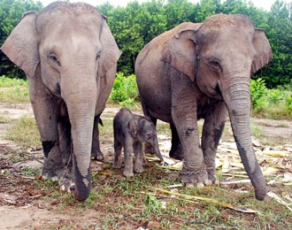 Gajah Sumatera Terancam Punah Green Travelers